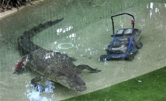 Elvis, a giant saltwater crocodile swims next to a lawnmower in his pool at the Australian Reptile Park at Gosford, Australia, on Dec. 28. The 16-foot, 1,100-pound crocodile lunged out of its lagoon at a park worker tending to the lawn before stealing his lawn mower. 
